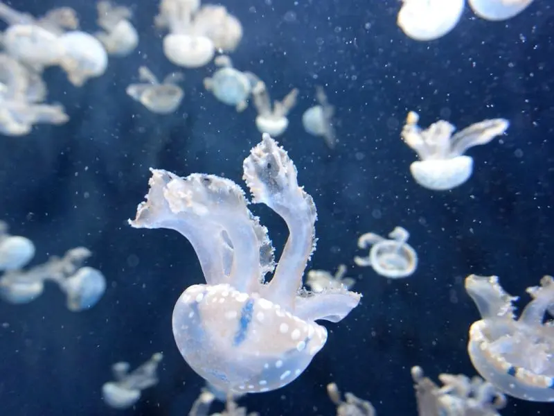 Kh&aacute;m ph&aacute; đại dương thu nhỏ tại S.E.A Aquarium Singapore 9