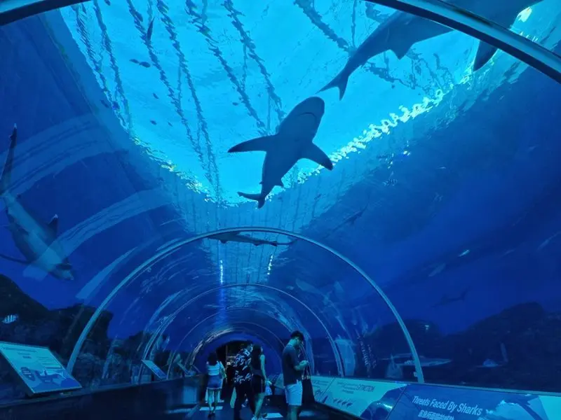 Kh&aacute;m ph&aacute; đại dương thu nhỏ tại S.E.A Aquarium Singapore 14