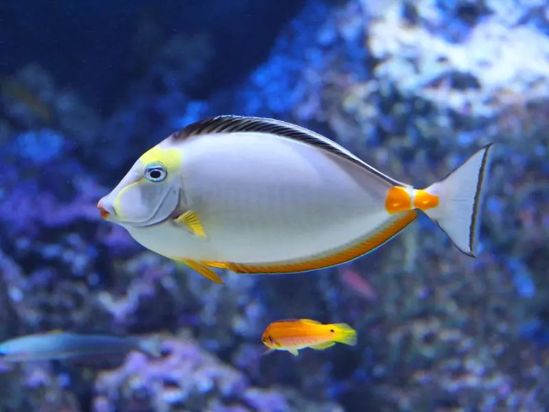 Kh&aacute;m ph&aacute; đại dương thu nhỏ tại S.E.A Aquarium Singapore 12