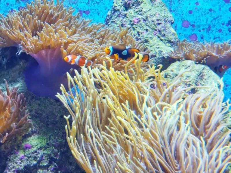 Kh&aacute;m ph&aacute; đại dương thu nhỏ tại S.E.A Aquarium Singapore 6