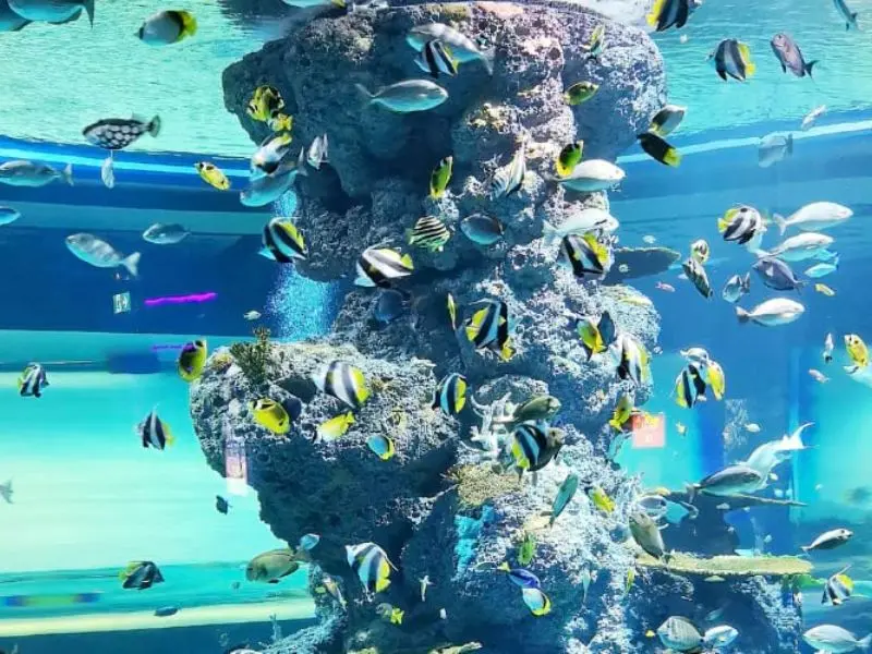 Kh&aacute;m ph&aacute; đại dương thu nhỏ tại S.E.A Aquarium Singapore 5