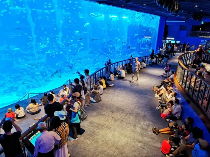 Kh&aacute;m ph&aacute; đại dương thu nhỏ tại S.E.A Aquarium Singapore 10