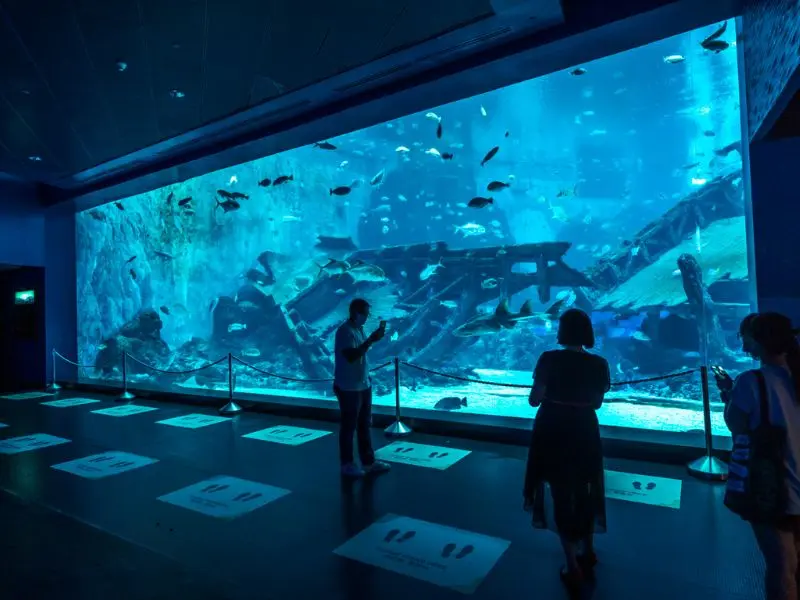Kh&aacute;m ph&aacute; đại dương thu nhỏ tại S.E.A Aquarium Singapore 4