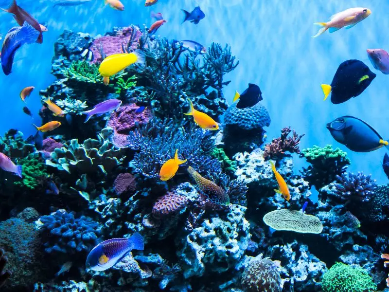 Kh&aacute;m ph&aacute; đại dương thu nhỏ tại S.E.A Aquarium Singapore 13