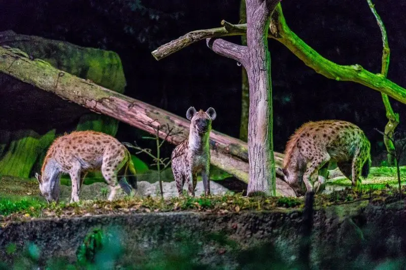 Tham quan Night Safari vườn th&uacute; đ&ecirc;m đầu ti&ecirc;n tr&ecirc;n thế giới 5