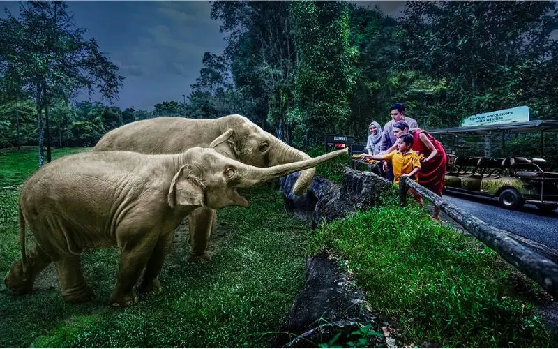 Tham quan Night Safari vườn th&uacute; đ&ecirc;m đầu ti&ecirc;n tr&ecirc;n thế giới 2
