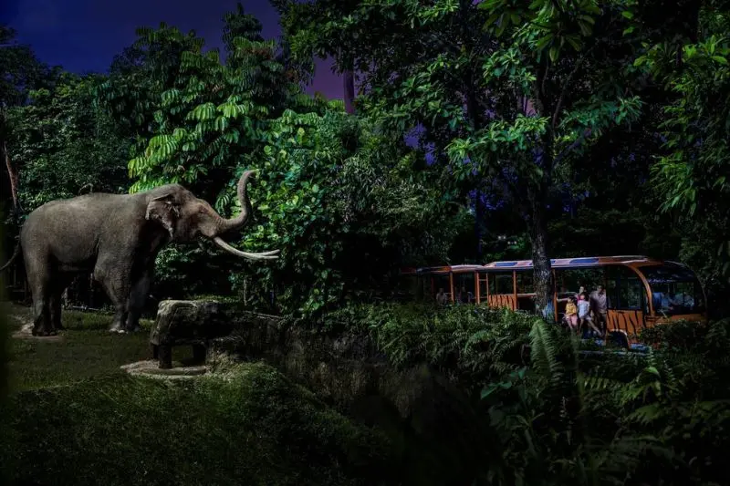 Tham quan Night Safari vườn th&uacute; đ&ecirc;m đầu ti&ecirc;n tr&ecirc;n thế giới 4