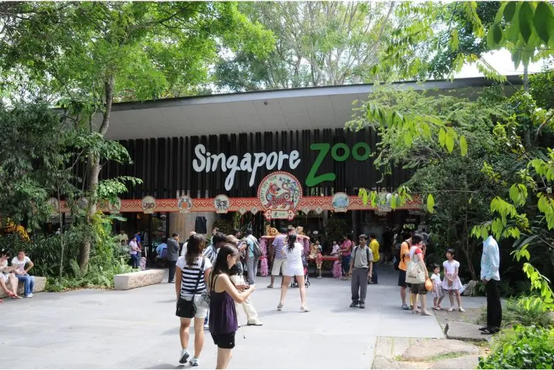 Đến Singapore Zoo thăm hai bạn 'quốc bảo' gấu tr&uacute;c đ&aacute;ng y&ecirc;u 2