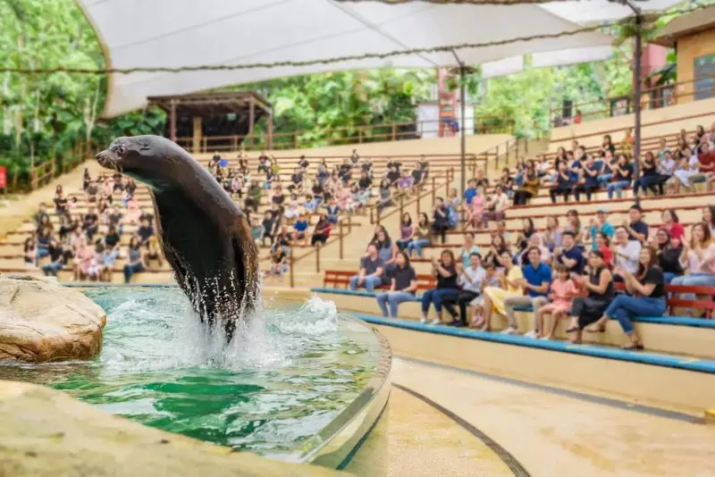 Đến Singapore Zoo thăm hai bạn 'quốc bảo' gấu tr&uacute;c đ&aacute;ng y&ecirc;u 7