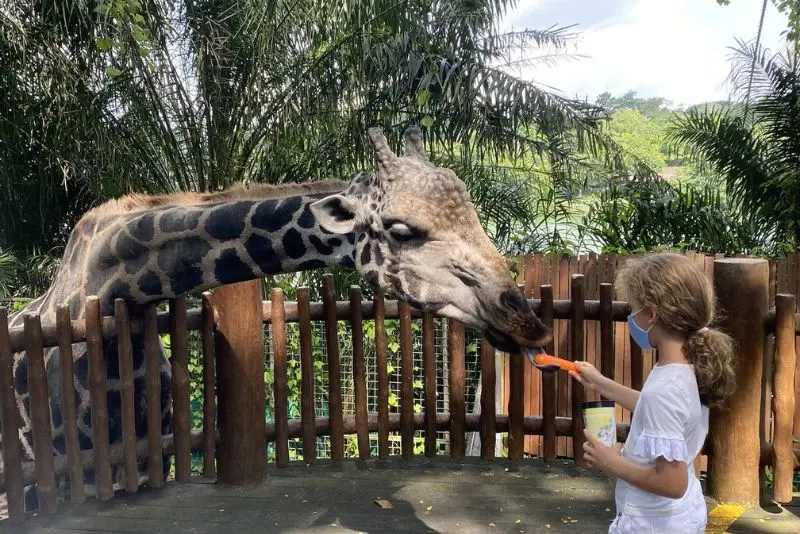 Đến Singapore Zoo thăm hai bạn 'quốc bảo' gấu tr&uacute;c đ&aacute;ng y&ecirc;u 4