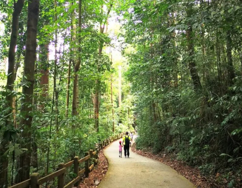 Kh&aacute;m ph&aacute; mảng xanh Bukit Timah giữa l&ograve;ng Singapore 3