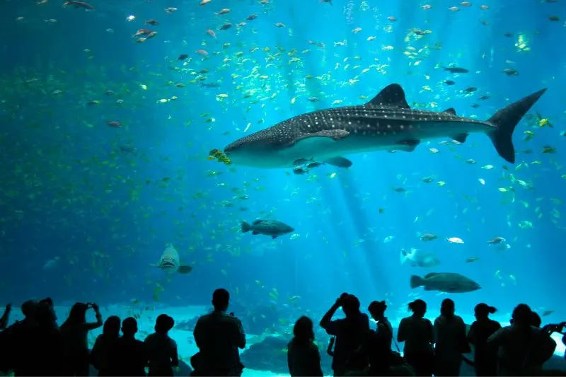 Vui chơi thỏa thích tại Đảo Sentosa, thiên đường du lịch châu Á 4