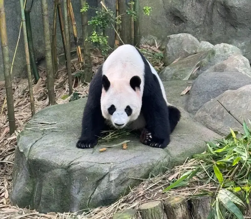 Du lịch Singapore 4 ng&agrave;y 3 đ&ecirc;m: Lịch tr&igrave;nh chinh phục đảo quốc sư tử 9