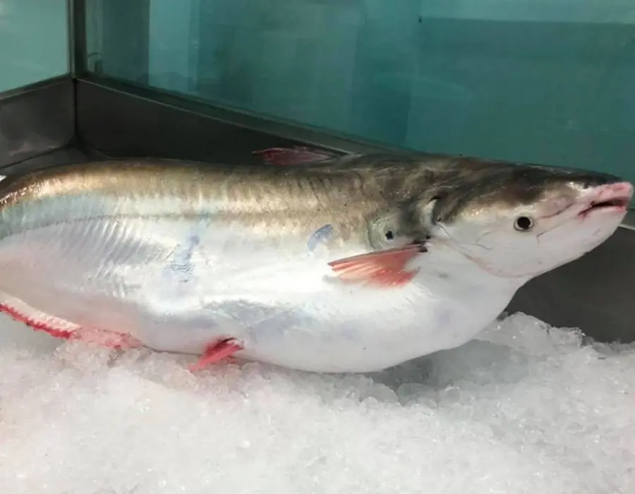 Canh chua cá bông lau Cù Lao Dung, món ăn dân dã miền sông nước 2