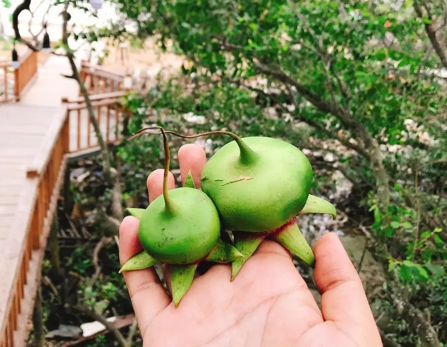 Đặc sản hoa thủy liễu chấm mắm c&aacute; mề g&agrave; ngon nức tiếng S&oacute;c Trăng 4