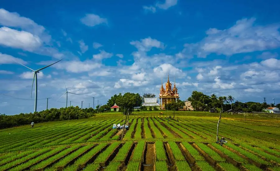 H&agrave;nh t&iacute;m Vĩnh Ch&acirc;u, n&ocirc;ng sản nổi tiếng của tỉnh S&oacute;c Trăng 2