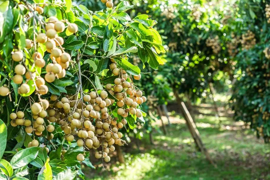 Nh&atilde;n xuồng cơm v&agrave;ng Vĩnh Ch&acirc;u, vị ngọt ng&agrave;o nhớ m&atilde;i kh&ocirc;ng qu&ecirc;n 2