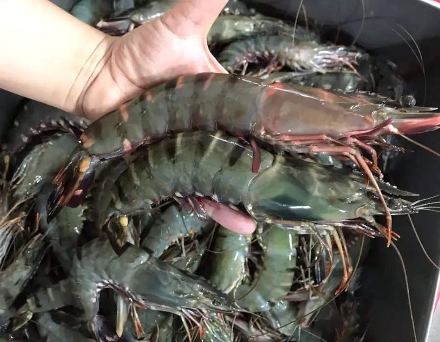 Thưởng thức T&ocirc;m một gi&oacute; xứ C&ugrave; Lao Dung đầy nắng v&agrave; gi&oacute; 4