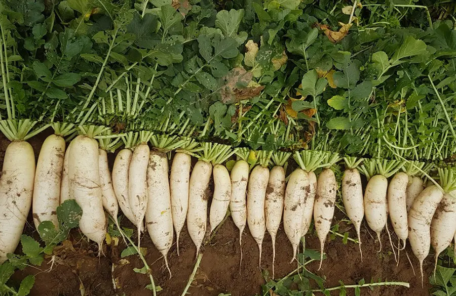 Thưởng thức X&aacute; Bấu Ngọt S&oacute;c Trăng với hương vị đậm chất d&acirc;n d&atilde; 4