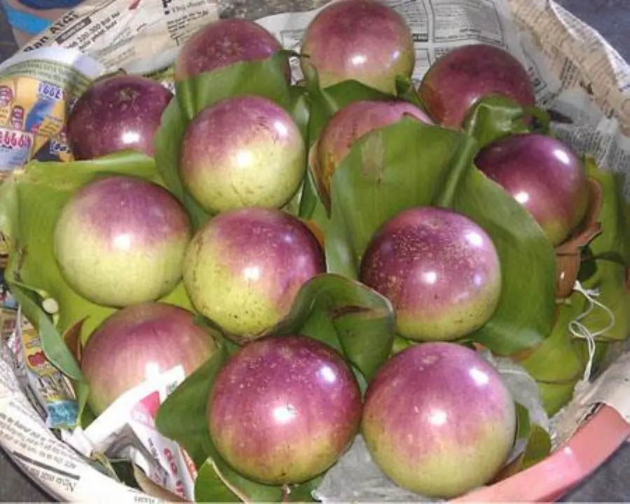Vú sữa tím Xuân Hòa ngọt lịm, thanh tao bạn nên thưởng thức 2