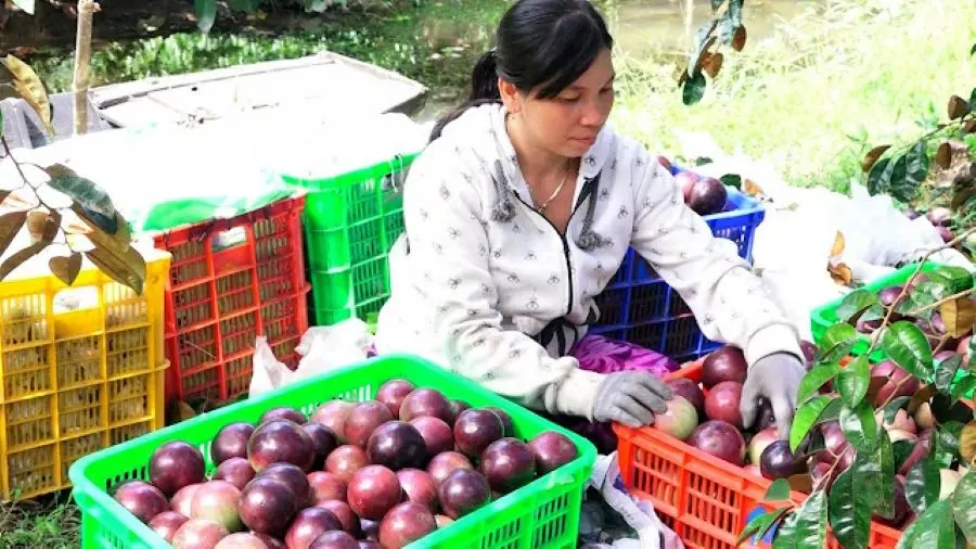 Vú sữa tím Xuân Hòa ngọt lịm, thanh tao bạn nên thưởng thức 3