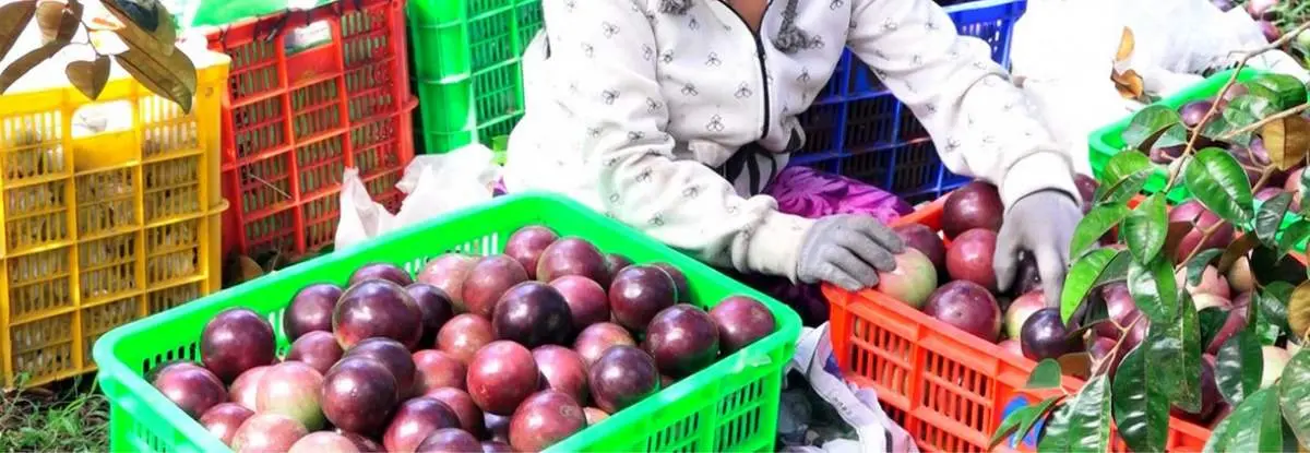 Vú sữa tím Xuân Hòa ngọt lịm, thanh tao bạn nên thưởng thức