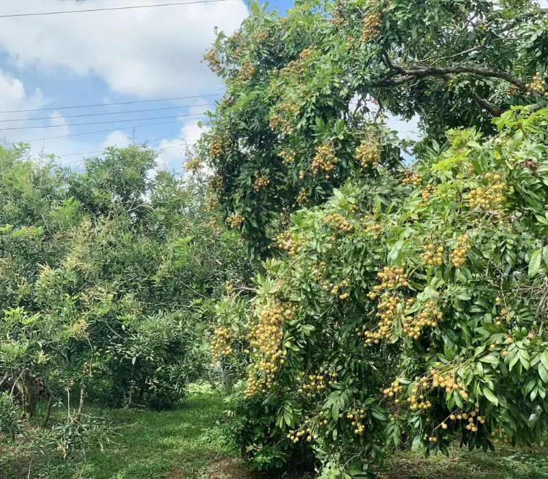 Cồn Mỹ Phước, khu du lịch miệt vườn tuyệt đẹp giữa l&ograve;ng S&oacute;c Trăng 5