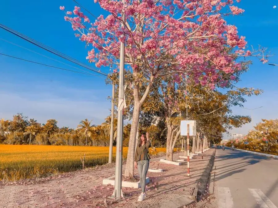Rực rỡ m&ugrave;a hoa k&egrave;n hồng ở S&oacute;c Trăng đua nhau nở rộ 4