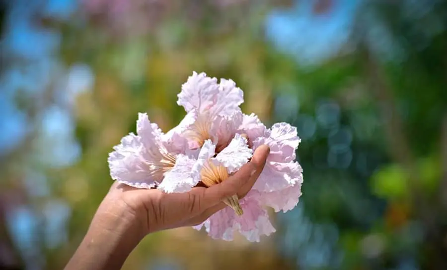Rực rỡ m&ugrave;a hoa k&egrave;n hồng ở S&oacute;c Trăng đua nhau nở rộ 2
