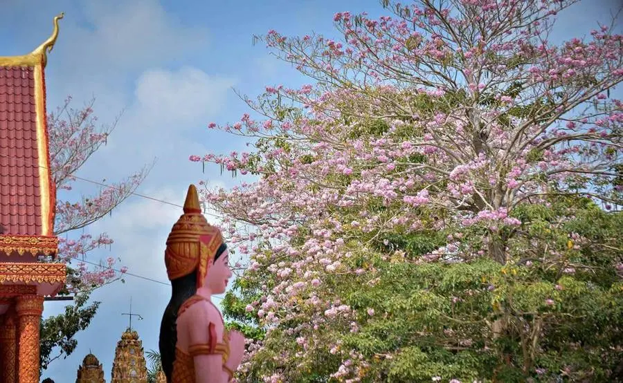 Rực rỡ m&ugrave;a hoa k&egrave;n hồng ở S&oacute;c Trăng đua nhau nở rộ 5
