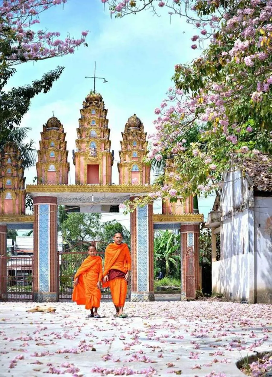 Rực rỡ m&ugrave;a hoa k&egrave;n hồng ở S&oacute;c Trăng đua nhau nở rộ 6