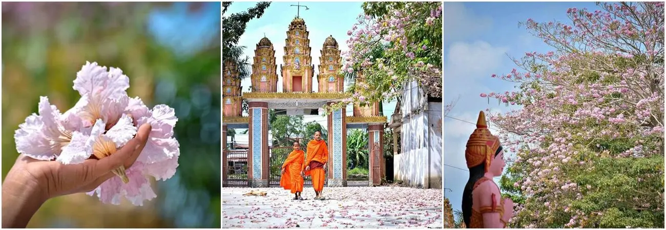 Rực rỡ mùa hoa kèn hồng ở Sóc Trăng đua nhau nở rộ