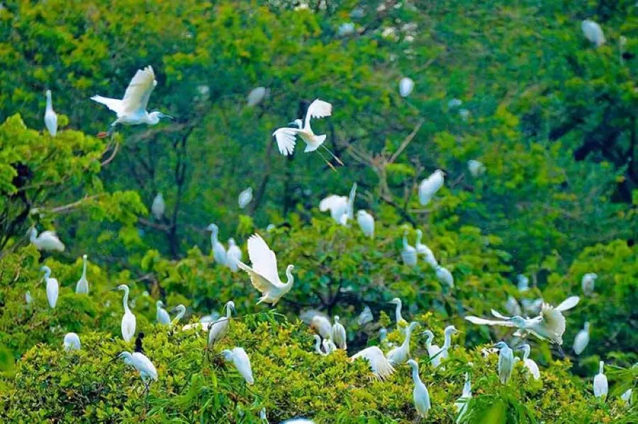 Bỏ t&uacute;i lịch tr&igrave;nh 2N1Đ kh&aacute;m ph&aacute; Ng&atilde; Năm S&oacute;c Trăng từ A đến Z 3