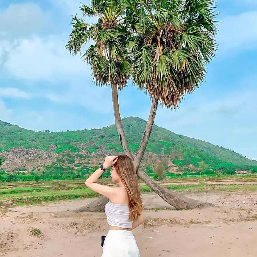 C&acirc;y thốt nốt tr&aacute;i tim T&acirc;y Ninh, biểu tượng t&igrave;nh y&ecirc;u độc đ&aacute;o 5