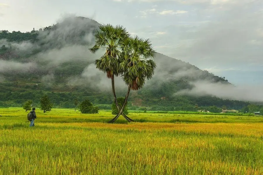 C&acirc;y thốt nốt tr&aacute;i tim T&acirc;y Ninh, biểu tượng t&igrave;nh y&ecirc;u độc đ&aacute;o 2