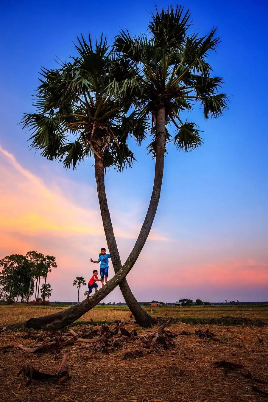C&acirc;y thốt nốt tr&aacute;i tim T&acirc;y Ninh, biểu tượng t&igrave;nh y&ecirc;u độc đ&aacute;o 8