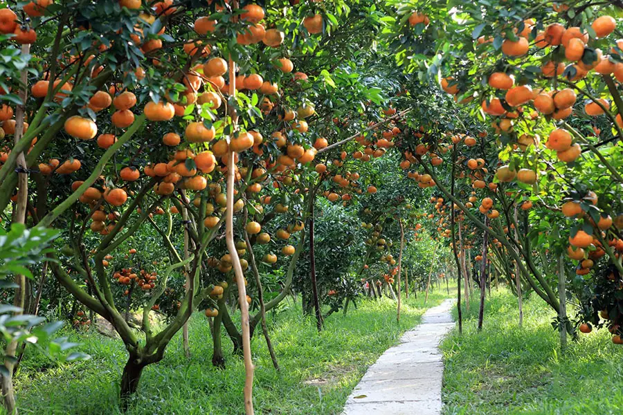 Điểm danh c&aacute;c vườn tr&aacute;i c&acirc;y T&acirc;y Ninh nổi tiếng cho hội m&ecirc; x&ecirc; dịch 2
