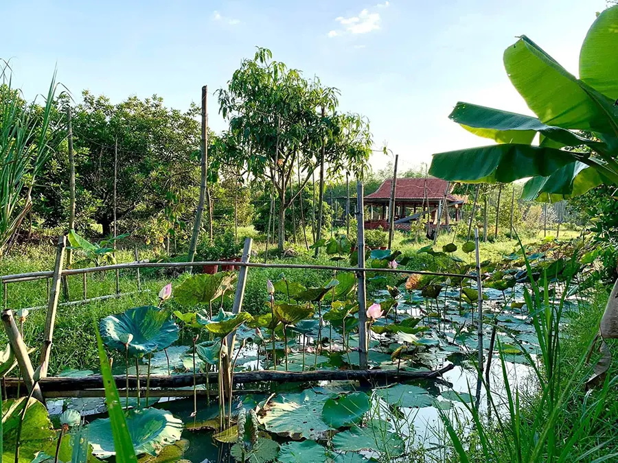 Điểm danh c&aacute;c vườn tr&aacute;i c&acirc;y T&acirc;y Ninh nổi tiếng cho hội m&ecirc; x&ecirc; dịch 8