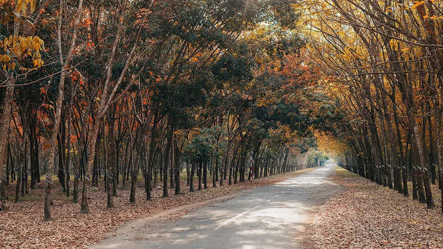 Kh&aacute;m ph&aacute; rừng cao su T&acirc;y Ninh với vẻ đẹp say đắm l&ograve;ng người 7