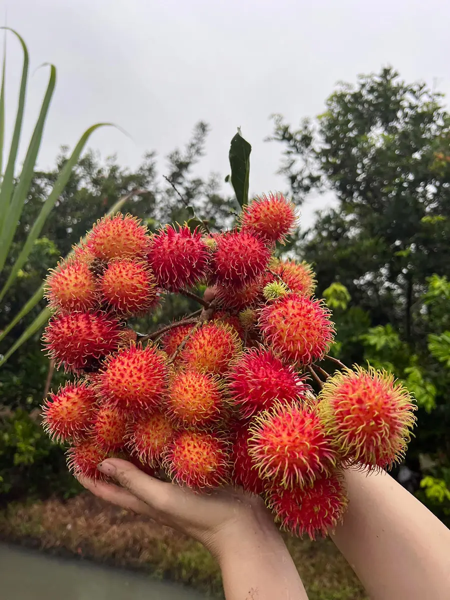 Vườn tr&aacute;i c&acirc;y 8 H&ograve;a, địa điểm du lịch sinh th&aacute;i kh&ocirc;ng thể bỏ qua 11