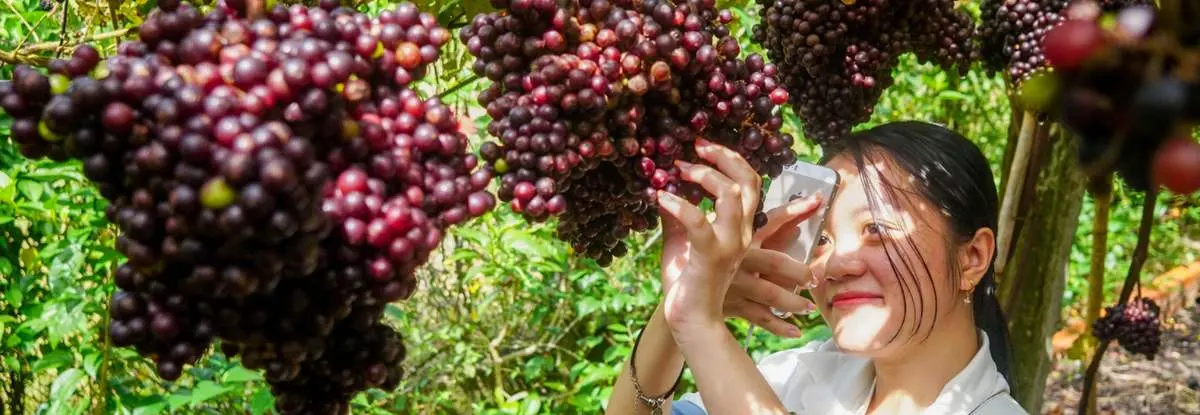Thăm vườn cây nho rừng Tây Ninh chiêm ngưỡng loại quả dại trứ danh