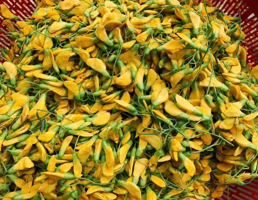 Thử ăn m&oacute;n Lẩu c&aacute; A Dũn thơm ngon nức tiếng ở T&acirc;y Ninh 6