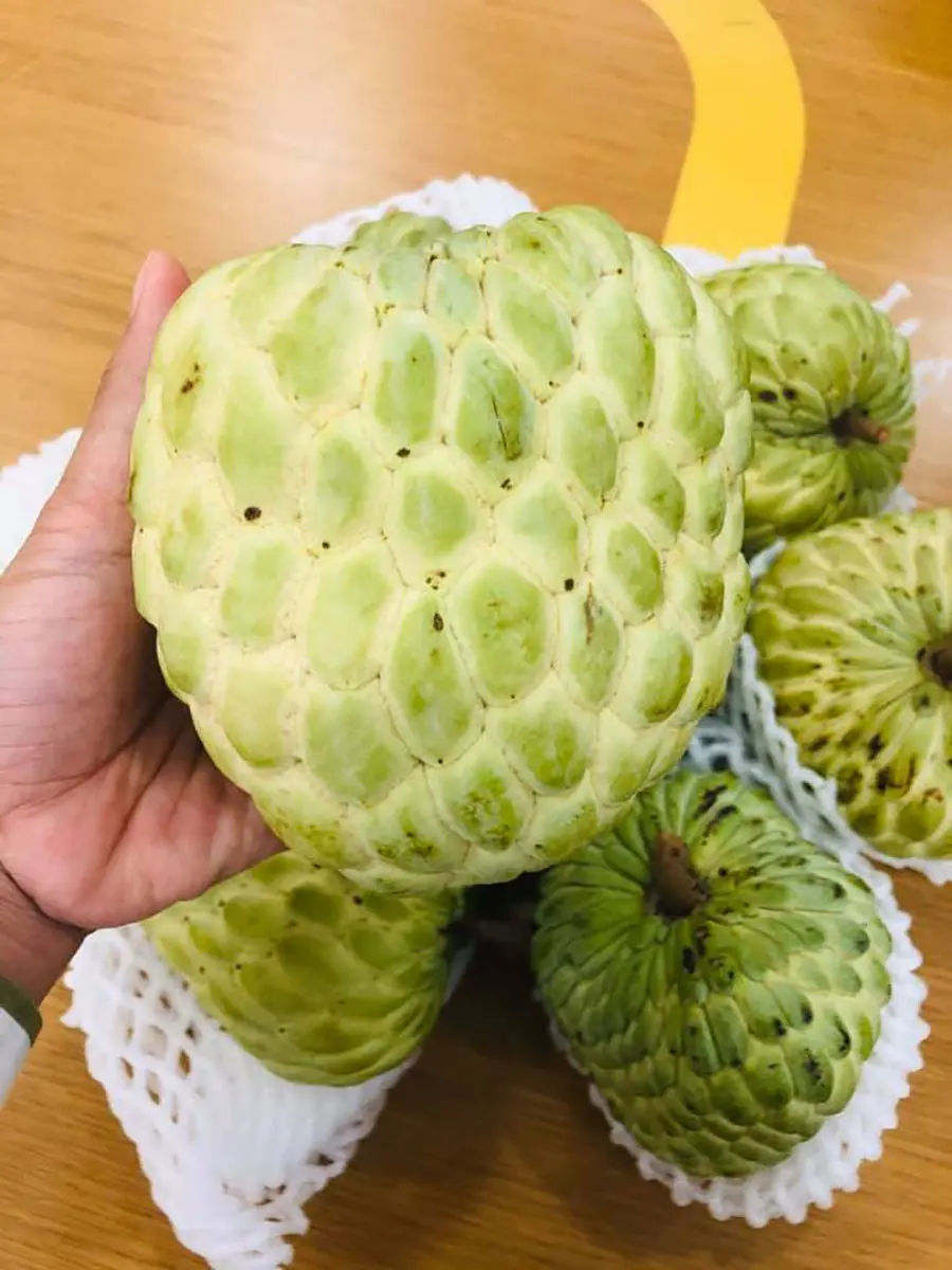 Thưởng thức Mãng cầu Tây Ninh, đặc sản nức tiếng gần xa 3