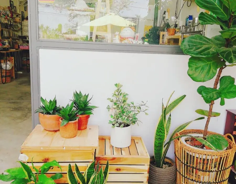 Tiệm cafe v&agrave; c&acirc;y Hi&ecirc;n Nắng, kh&ocirc;ng gian c&agrave; ph&ecirc; xanh m&aacute;t 2