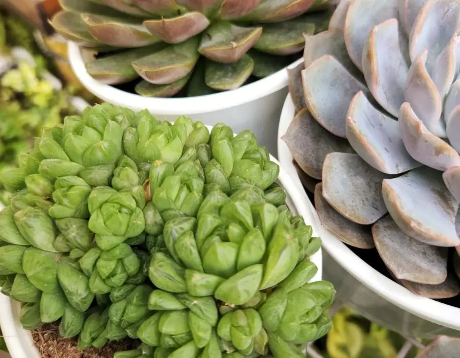 Tiệm cafe v&agrave; c&acirc;y Hi&ecirc;n Nắng, kh&ocirc;ng gian c&agrave; ph&ecirc; xanh m&aacute;t 5