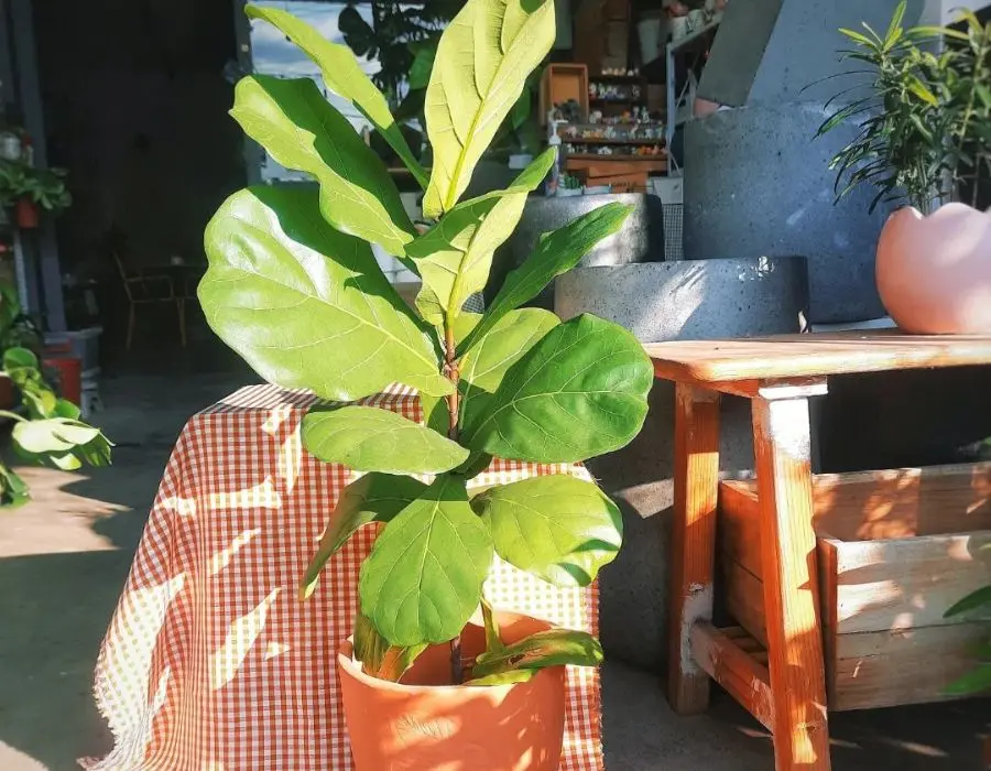 Tiệm cafe v&agrave; c&acirc;y Hi&ecirc;n Nắng, kh&ocirc;ng gian c&agrave; ph&ecirc; xanh m&aacute;t 3
