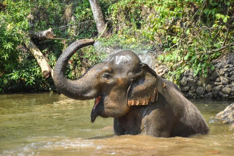 Bỏ t&uacute;i kinh nghiệm du lịch Chiang Mai Tết Nguy&ecirc;n Đ&aacute;n n&agrave;y 7