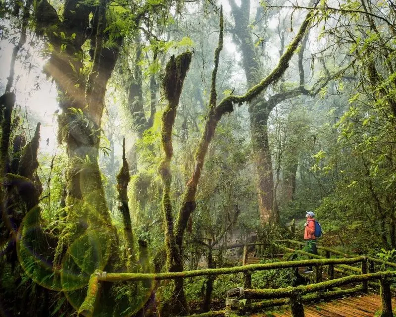 C&ocirc;ng vi&ecirc;n Quốc gia Doi Inthanon m&aacute;i nh&agrave; của Th&aacute;i Lan tại Chiang Mai 7