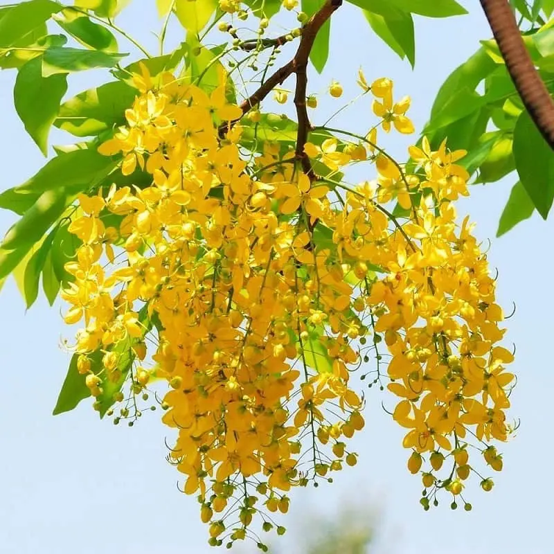 Kh&aacute;m ph&aacute; 8 biểu tượng của Th&aacute;i Lan đậm bản sắc văn h&oacute;a 4