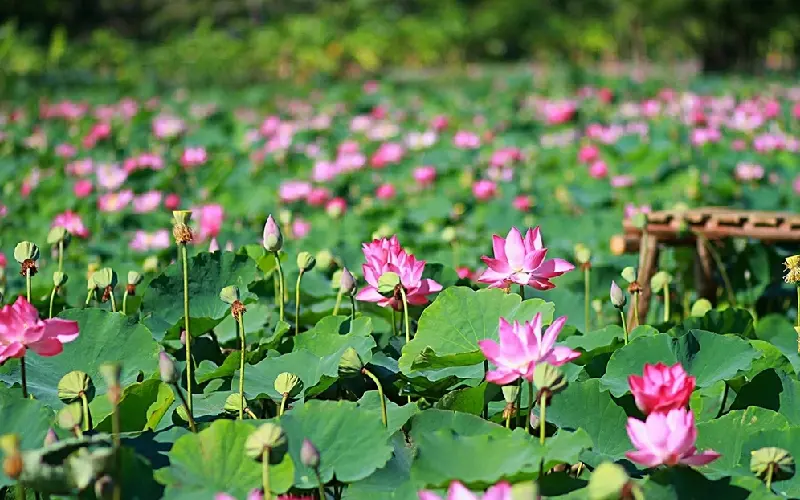 Khám phá Nakhon Nayok: Thiên nhiên xanh mát xứ chùa vàng 9